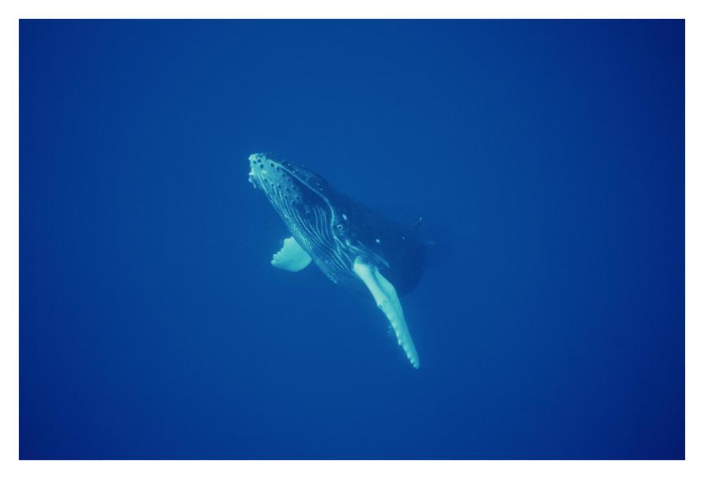 Humpback Whale curious calf, Maui, Hawaii-Paper Art-38"x26"