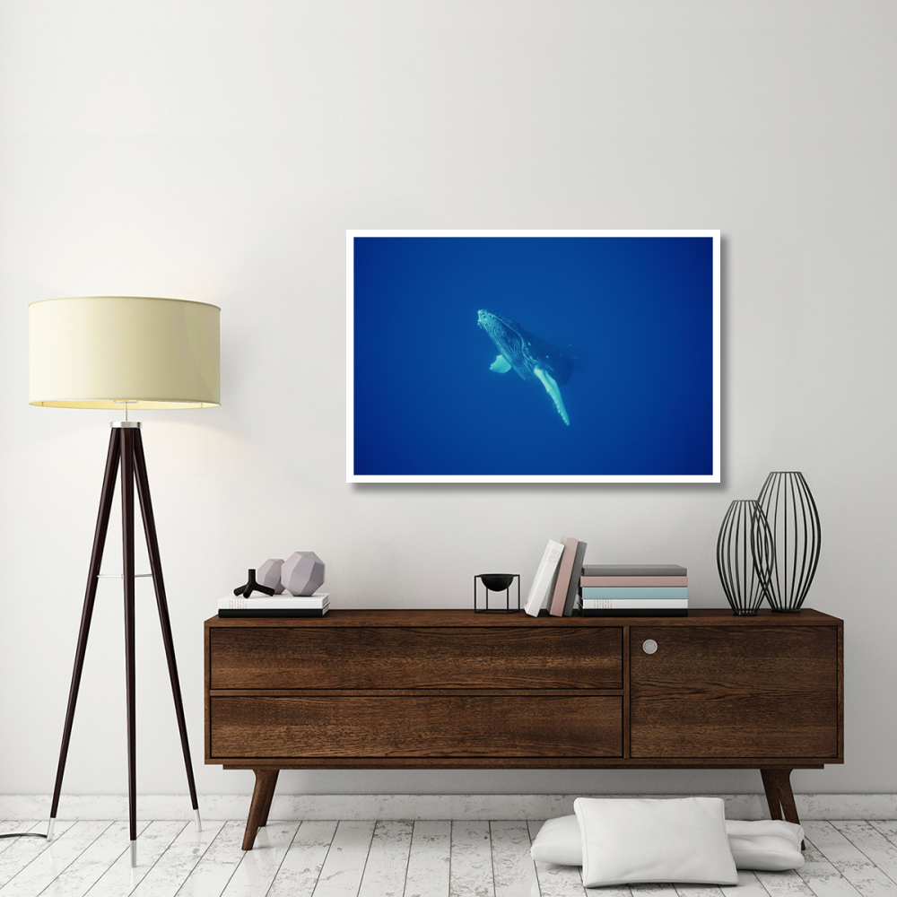 Humpback Whale curious calf, Maui, Hawaii-Paper Art-50&quotx34"