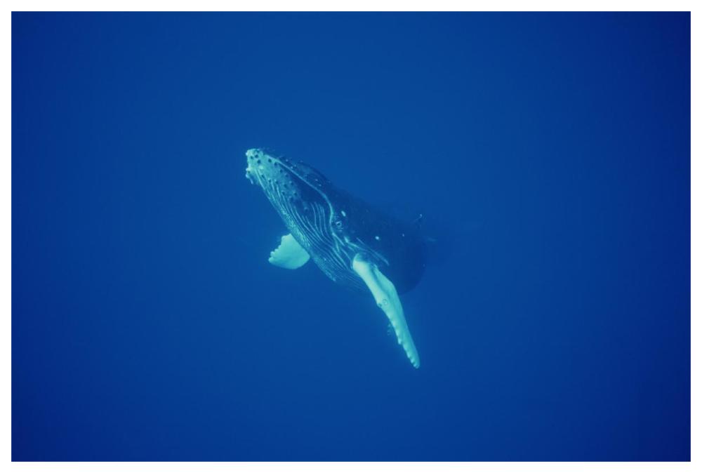 Humpback Whale curious calf, Maui, Hawaii-Paper Art-62"x42"