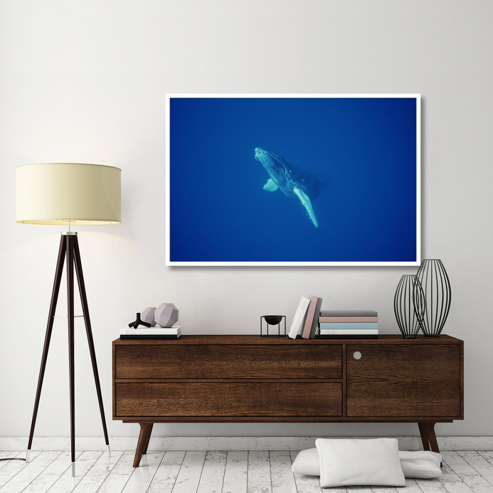 Humpback Whale curious calf, Maui, Hawaii-Paper Art-62&quotx42"