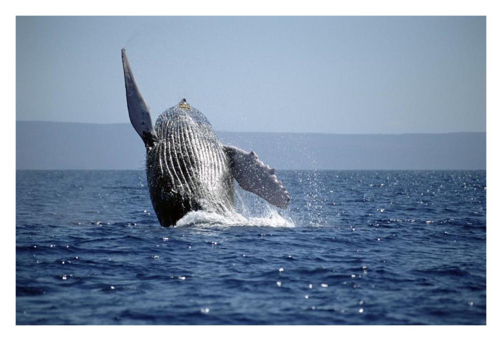 Humpback Whale breaching, Maui, Hawaii-Paper Art-32"x22"