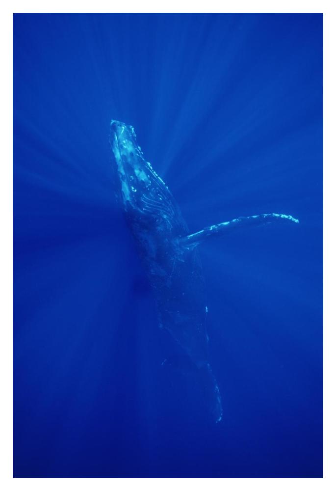 Humpback Whale , Maui, Hawaii-Paper Art-14"x20"