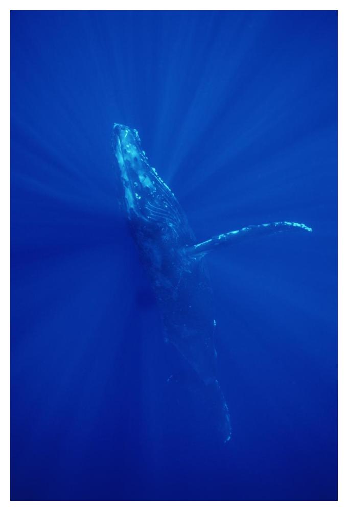 Humpback Whale , Maui, Hawaii-Paper Art-34"x50"