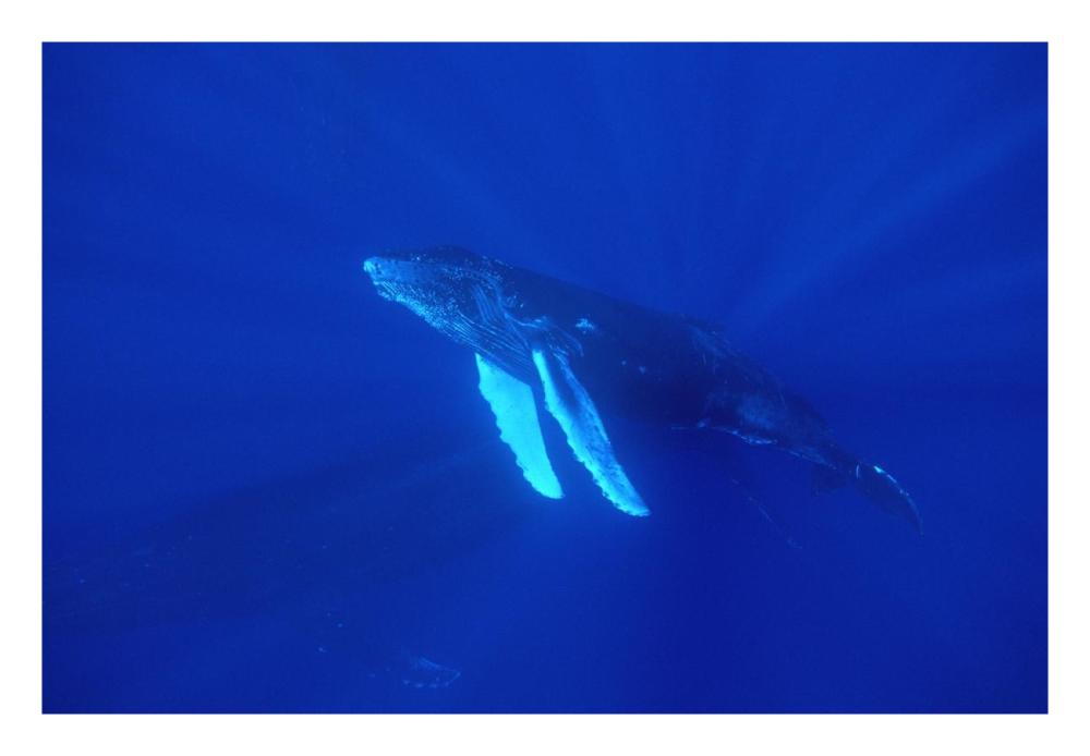 Humpback Whale curious calf followed by protective mother, Maui, Hawaii-Paper Art-26"x18"