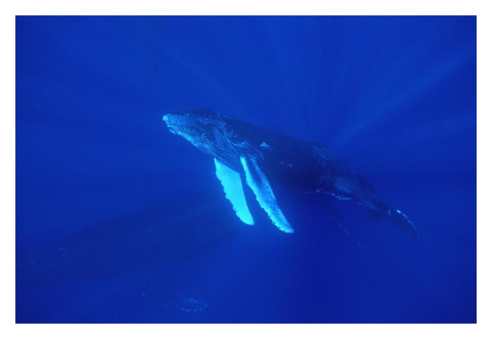 Humpback Whale curious calf followed by protective mother, Maui, Hawaii-Paper Art-32"x22"