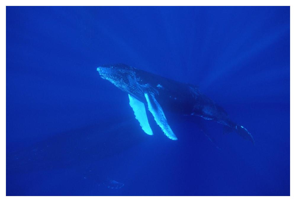 Humpback Whale curious calf followed by protective mother, Maui, Hawaii-Paper Art-50"x34"