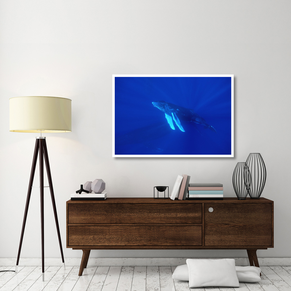Humpback Whale curious calf followed by protective mother, Maui, Hawaii-Paper Art-50&quotx34"