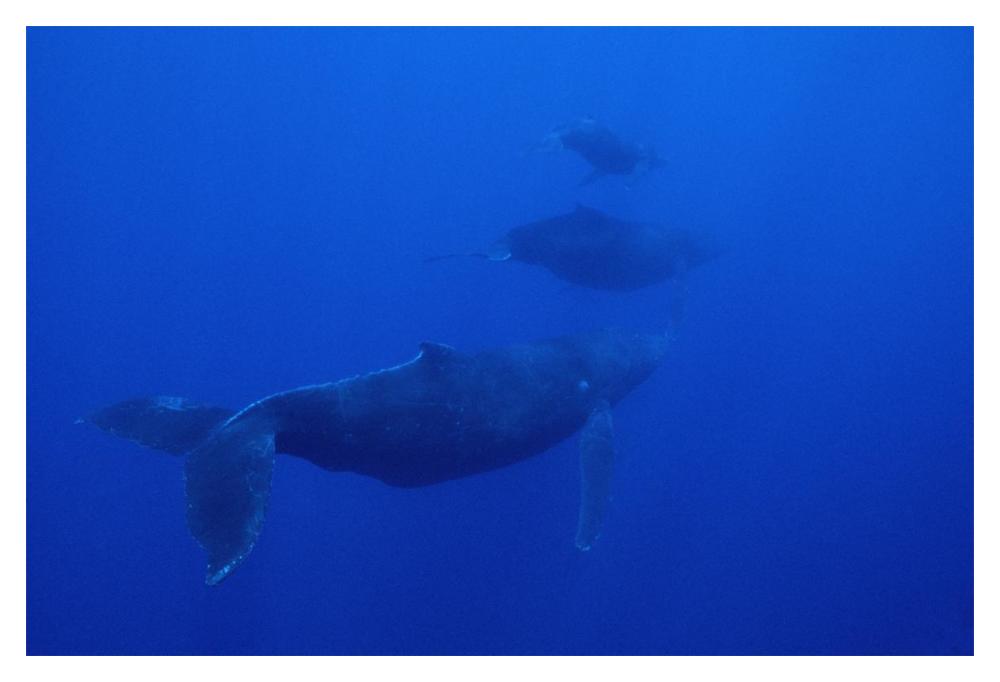 Humpback Whale cow calf and male escort, Maui, Hawaii-Paper Art-20"x14"