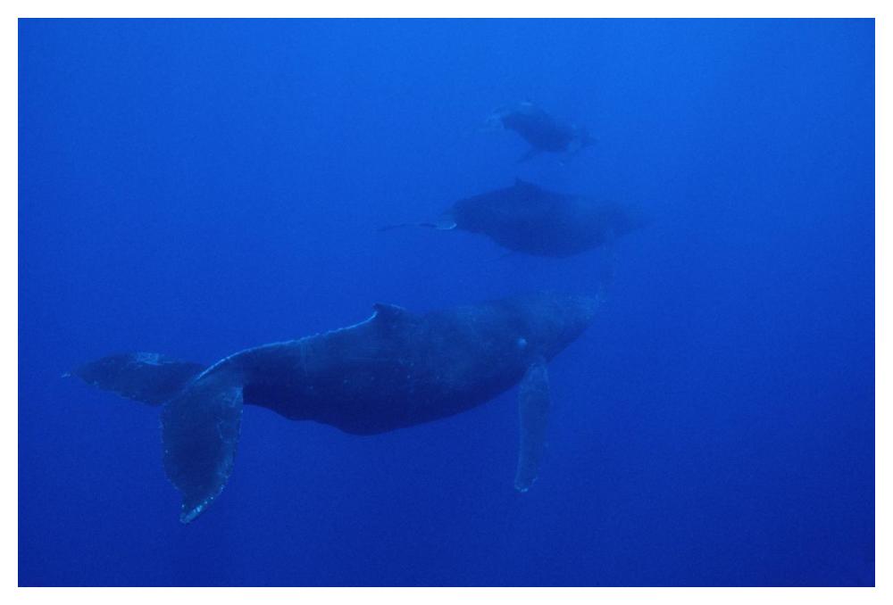Humpback Whale cow calf and male escort, Maui, Hawaii-Paper Art-50"x34"