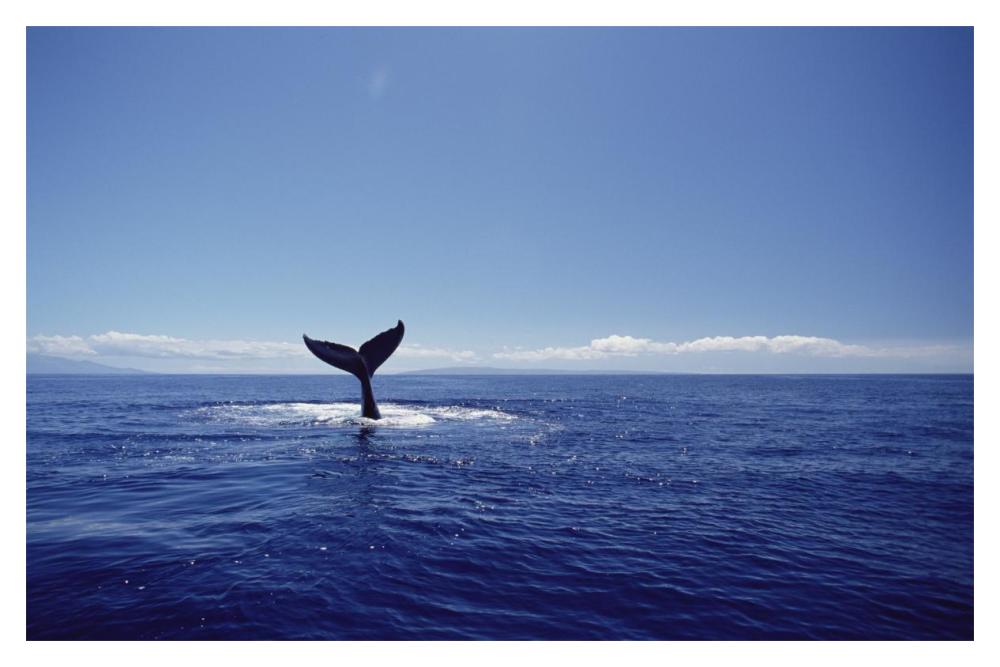 Humpback Whale tail lob, Maui, Hawaii-Paper Art-20"x14"