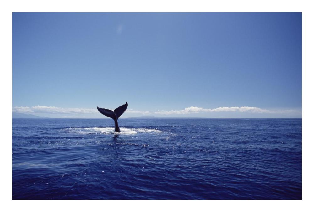 Humpback Whale tail lob, Maui, Hawaii-Paper Art-26"x18"
