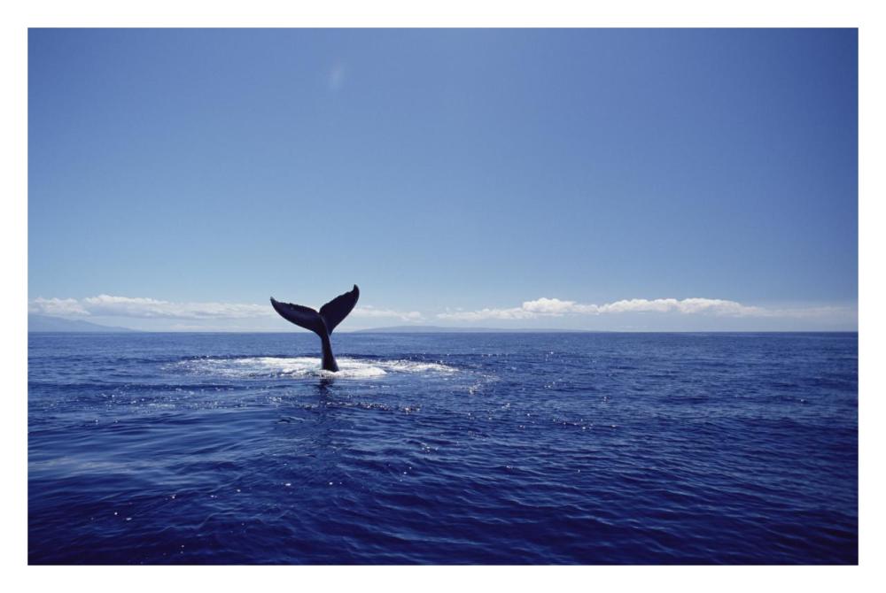 Humpback Whale tail lob, Maui, Hawaii-Paper Art-32"x22"