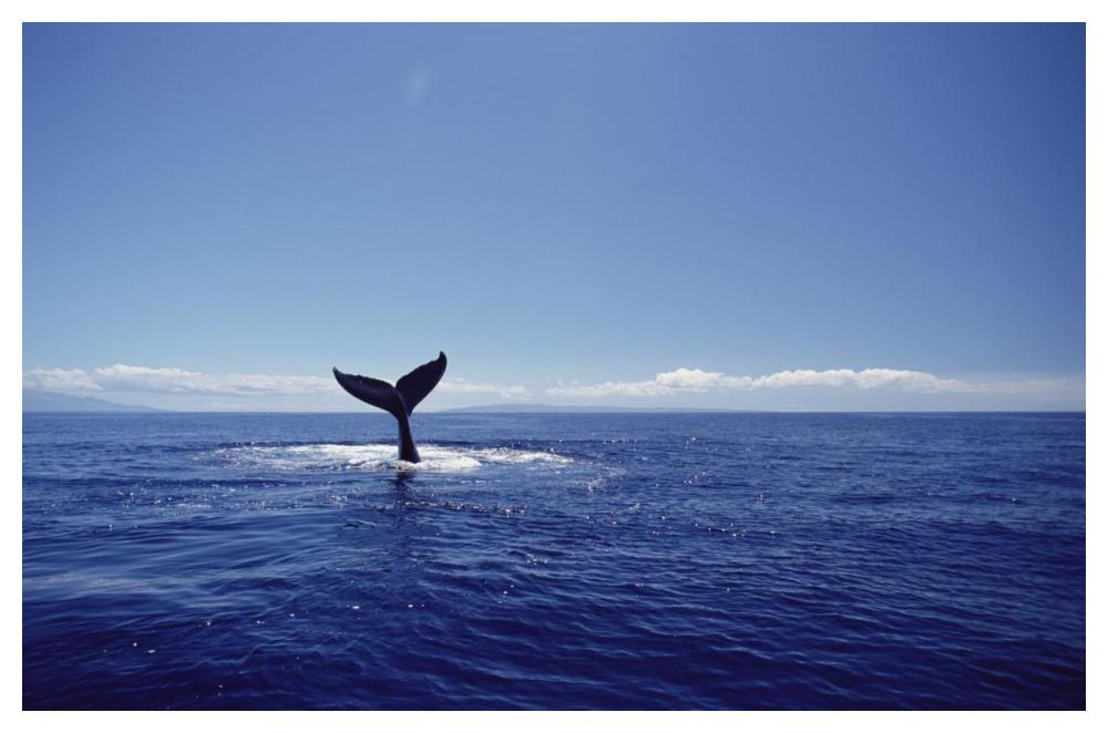 Humpback Whale tail lob, Maui, Hawaii-Paper Art-50"x34"