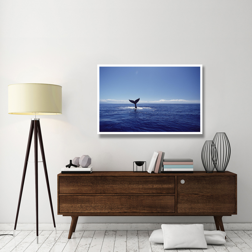 Humpback Whale tail lob, Maui, Hawaii-Paper Art-50&quotx34"