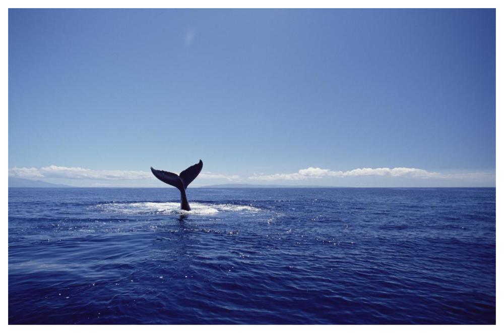 Humpback Whale tail lob, Maui, Hawaii-Paper Art-62"x42"