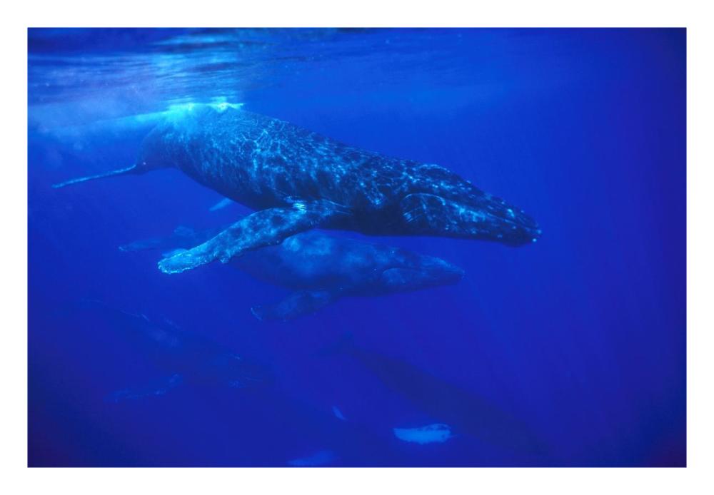 Humpback Whale pod traveling with group of over 30 whales, Maui, Hawaii-Paper Art-26"x18"