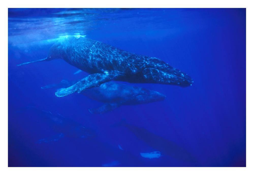Humpback Whale pod traveling with group of over 30 whales, Maui, Hawaii-Paper Art-32"x22"