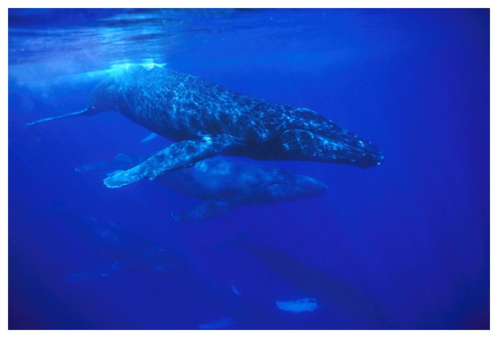 Humpback Whale pod traveling with group of over 30 whales, Maui, Hawaii-Paper Art-62"x42"