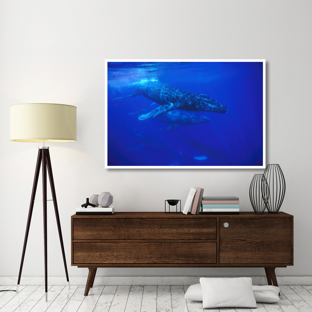 Humpback Whale pod traveling with group of over 30 whales, Maui, Hawaii-Paper Art-62&quotx42"
