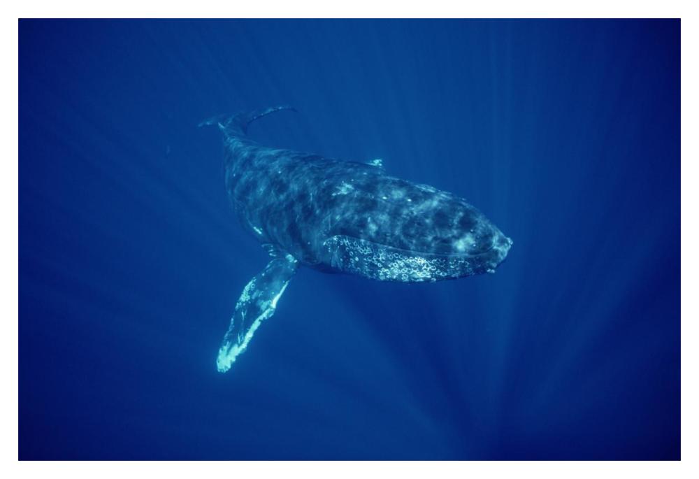Humpback Whale friendly singer, Maui, Hawaii-Paper Art-20"x14"