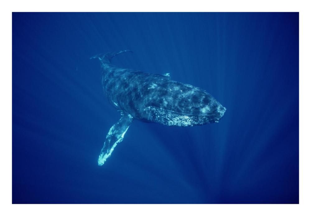 Humpback Whale friendly singer, Maui, Hawaii-Paper Art-26"x18"