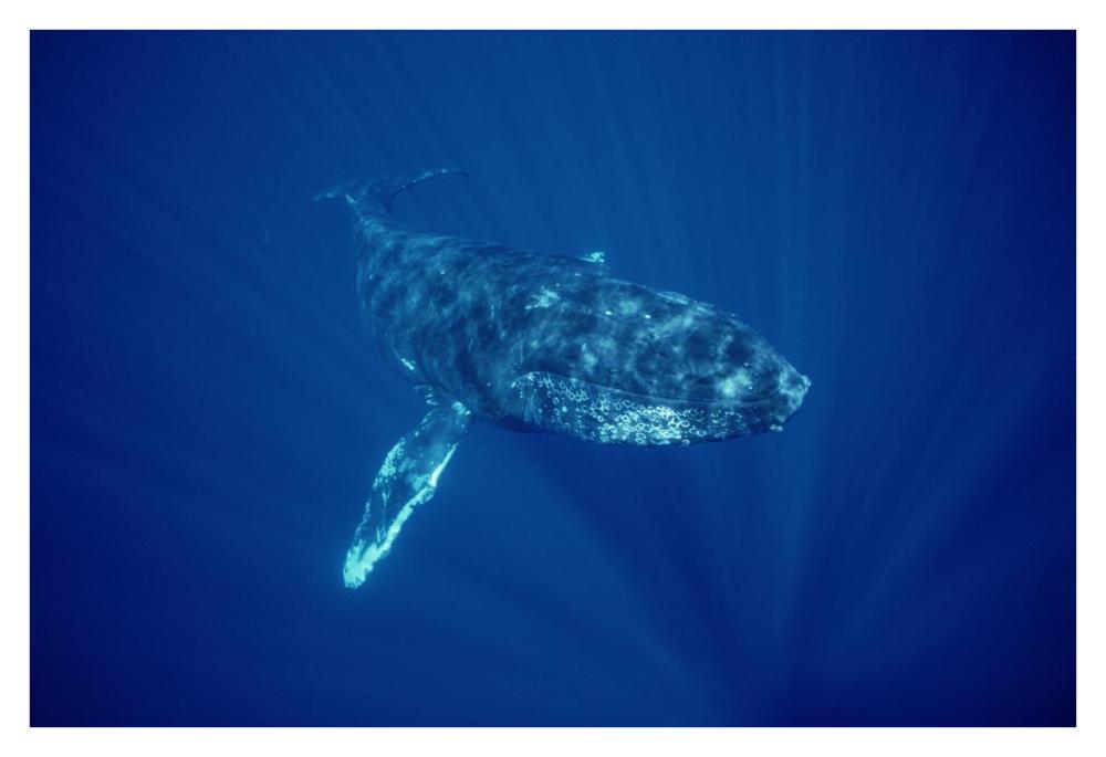 Humpback Whale friendly singer, Maui, Hawaii-Paper Art-38"x26"