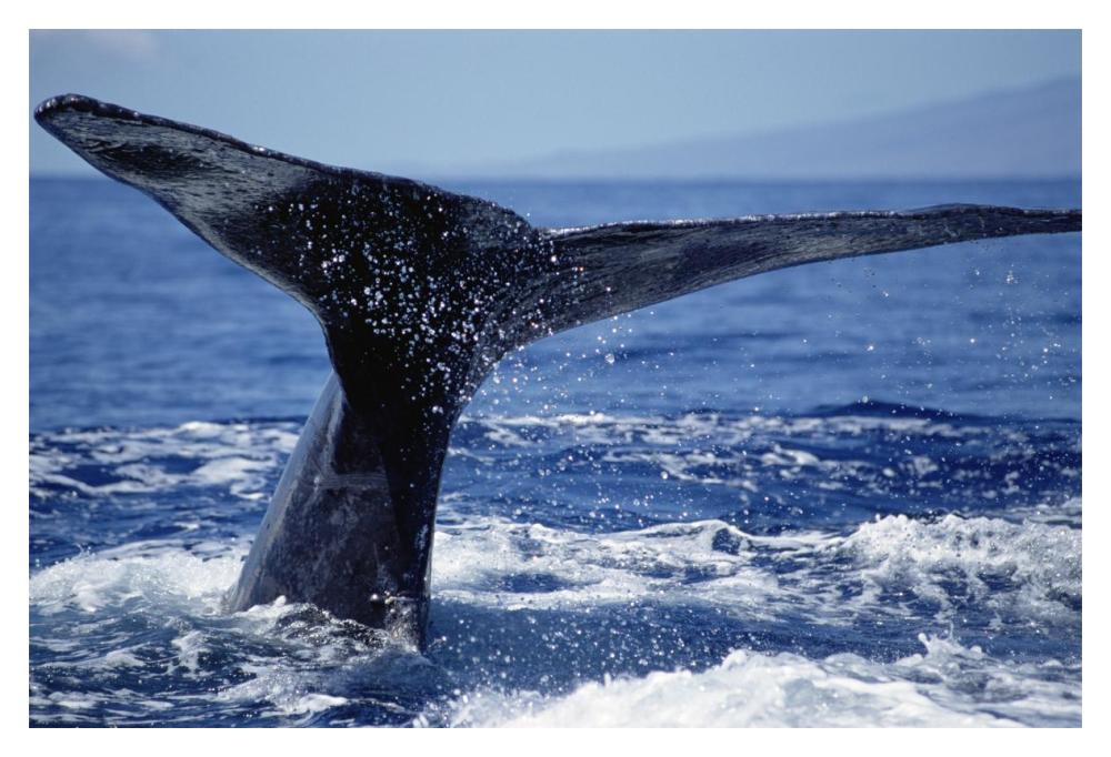 Humpback Whale whale tail, Maui, Hawaii-Paper Art-20"x14"