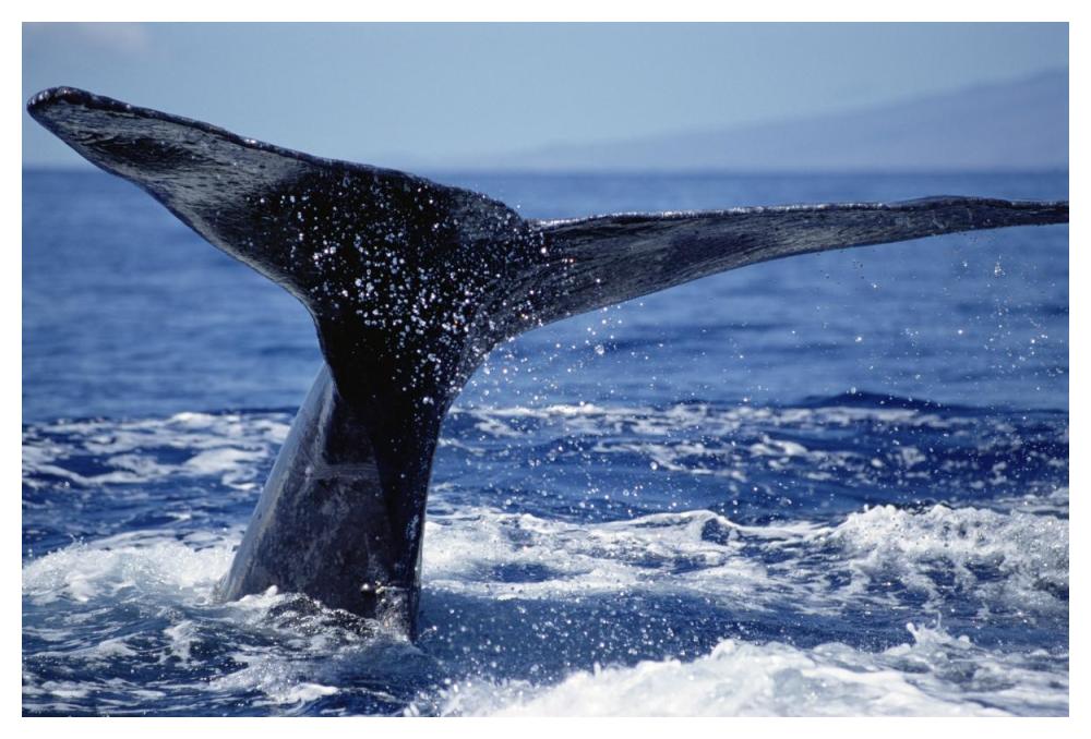 Humpback Whale whale tail, Maui, Hawaii-Paper Art-50"x34"