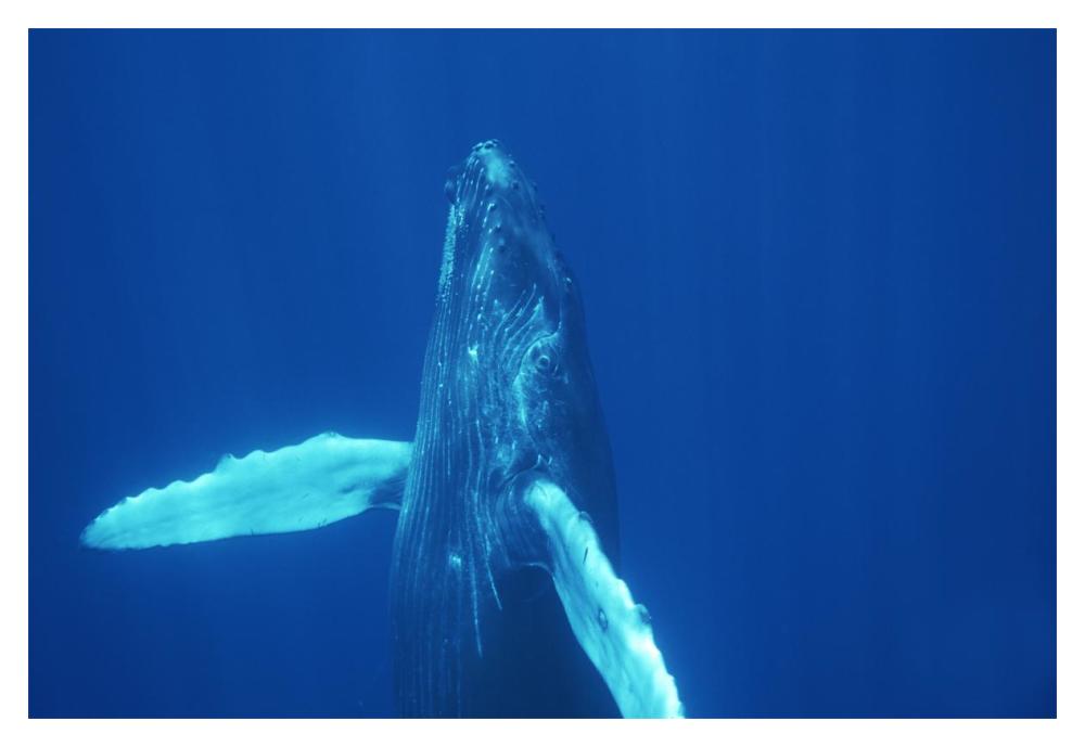 Humpback Whale curious calf, Maui, Hawaii-Paper Art-20"x14"