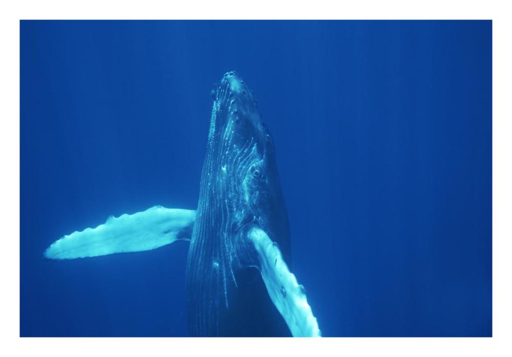 Humpback Whale curious calf, Maui, Hawaii-Paper Art-26"x18"