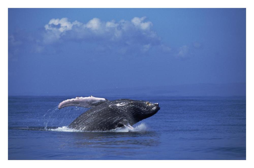 Humpback Whale breaching, Maui, Hawaii-Paper Art-32"x21.2"