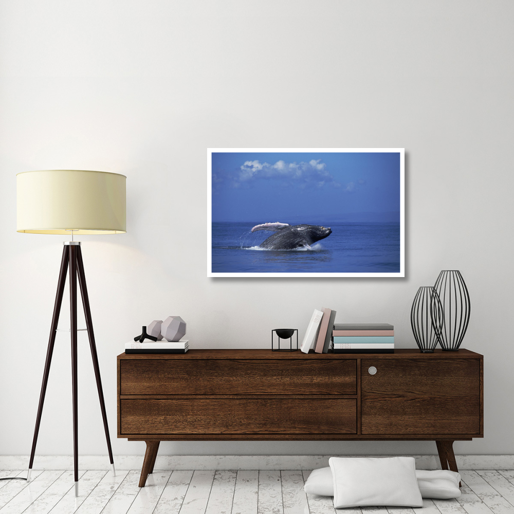 Humpback Whale breaching, Maui, Hawaii-Paper Art-46&quotx30.16"