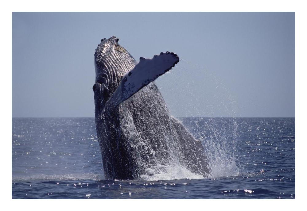 Humpback Whale breaching, Maui, Hawaii-Paper Art-26"x18"