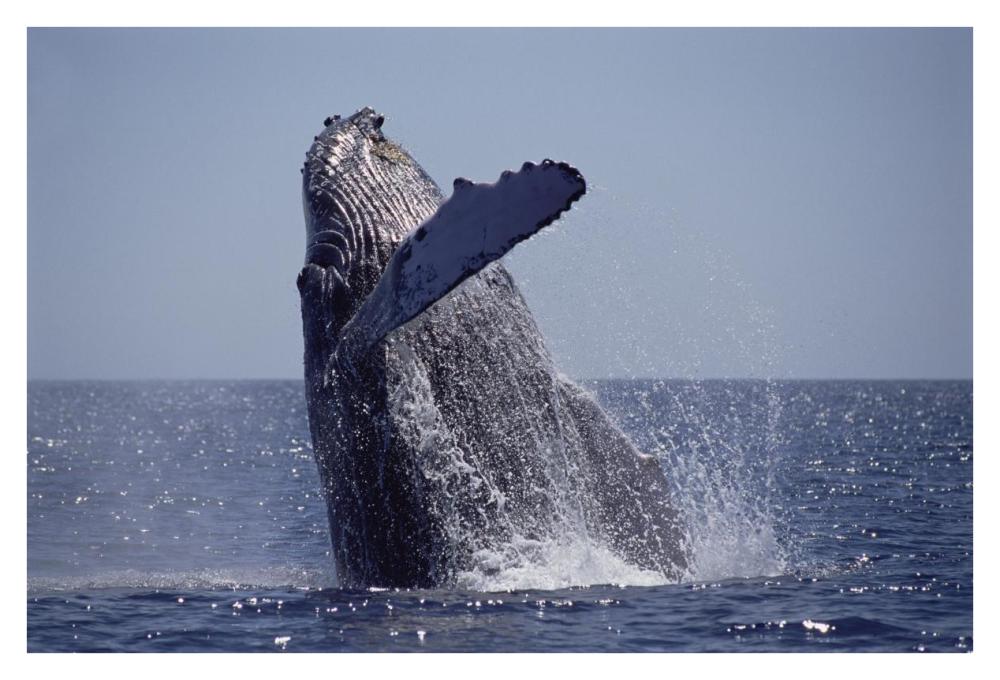 Humpback Whale breaching, Maui, Hawaii-Paper Art-38"x26"