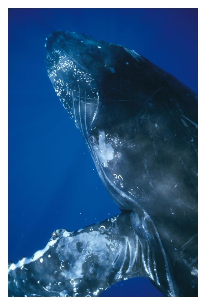 Humpback Whale close up of friendly singer, Maui, Hawaii-Paper Art-26"x38"