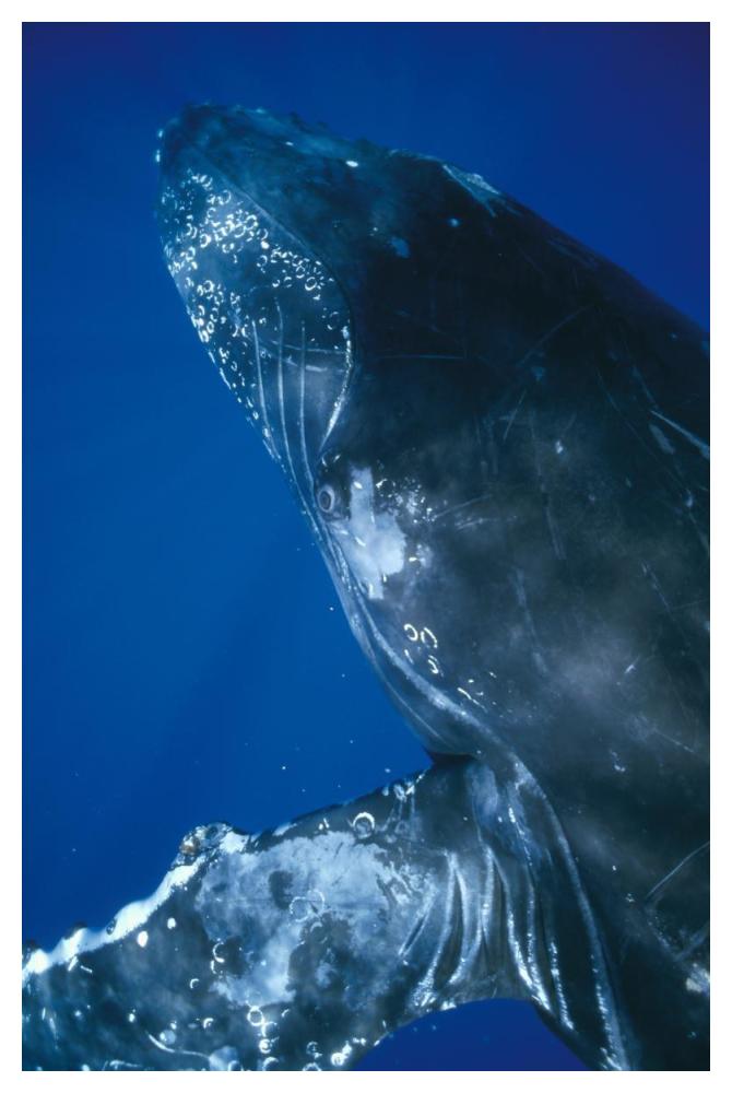Humpback Whale close up of friendly singer, Maui, Hawaii-Paper Art-34"x50"