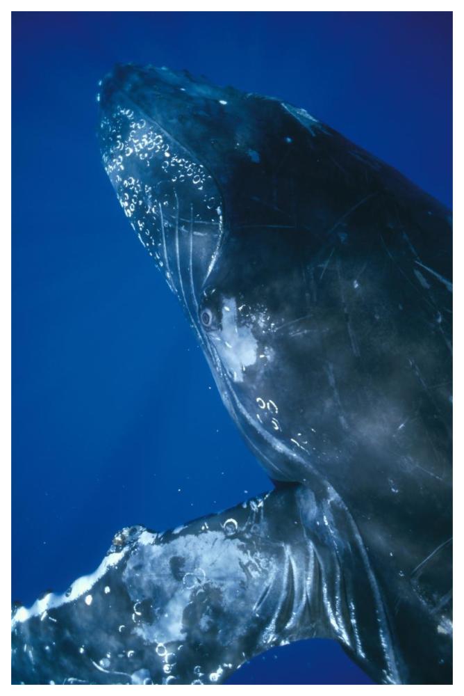 Humpback Whale close up of friendly singer, Maui, Hawaii-Paper Art-42"x62"