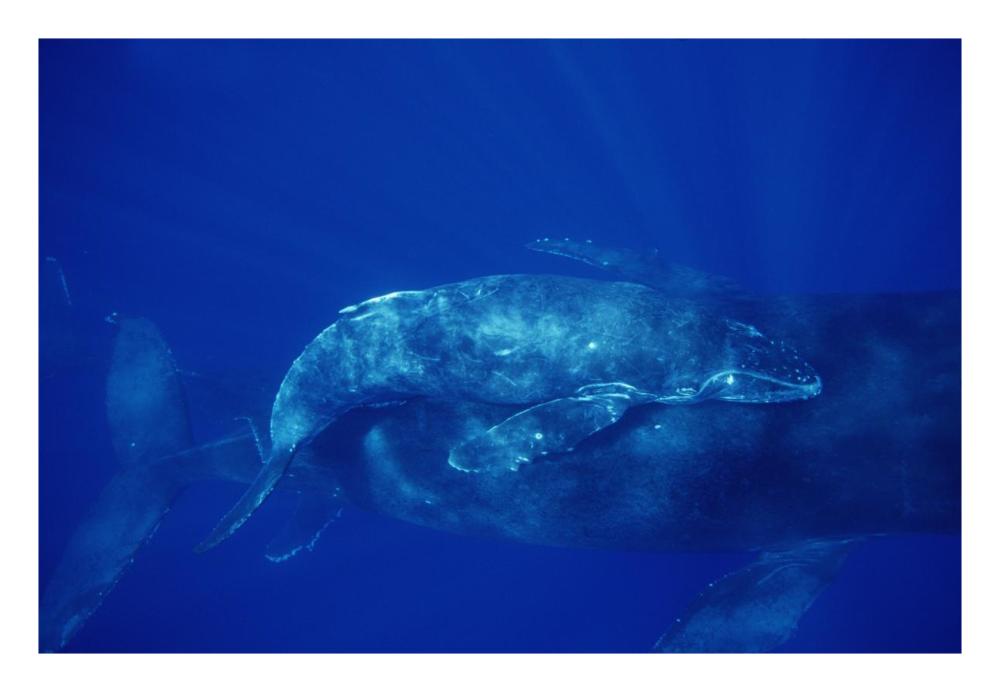 Humpback Whale cow and calf and male escort, Maui, Hawaii-Paper Art-26"x18"