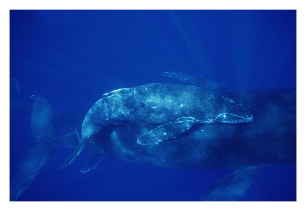 Humpback Whale cow and calf and male escort, Maui, Hawaii-Paper Art-32"x22"