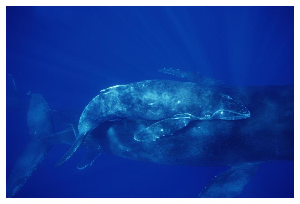 Humpback Whale cow and calf and male escort, Maui, Hawaii-Paper Art-50"x34"