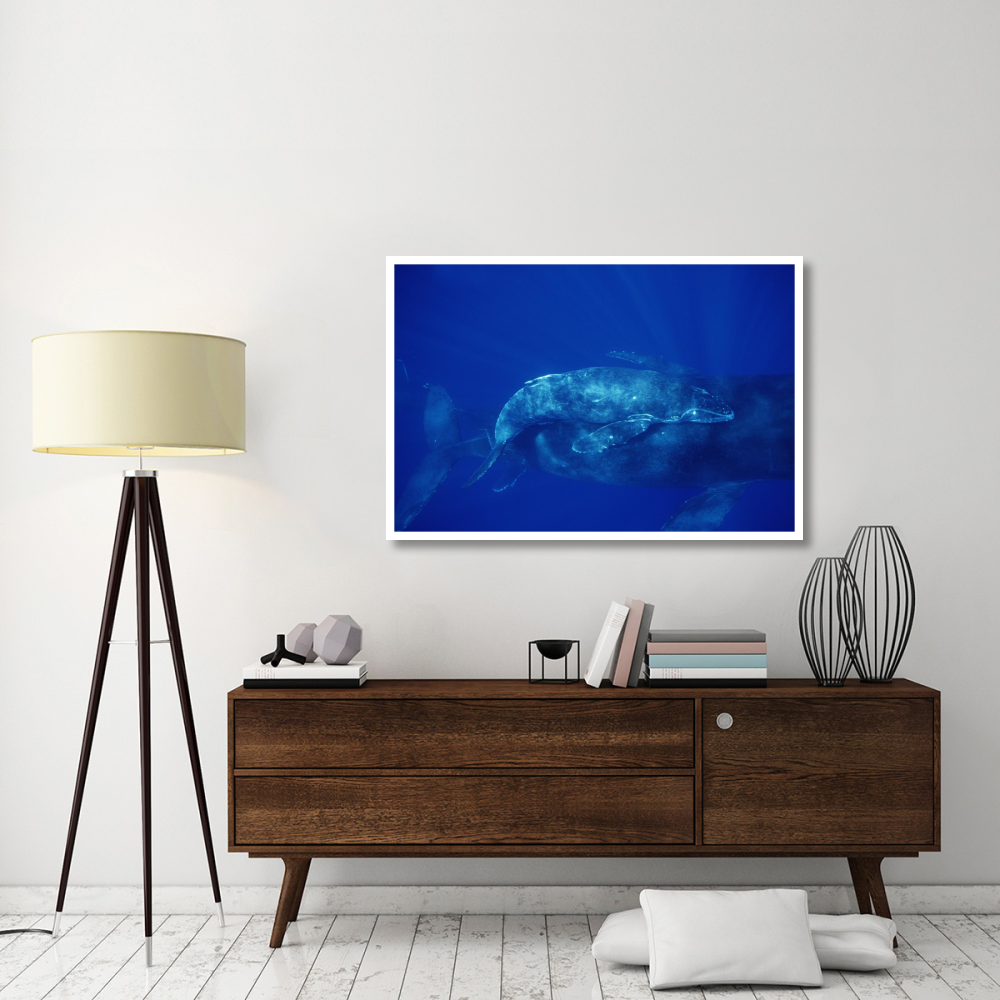 Humpback Whale cow and calf and male escort, Maui, Hawaii-Paper Art-50&quotx34"