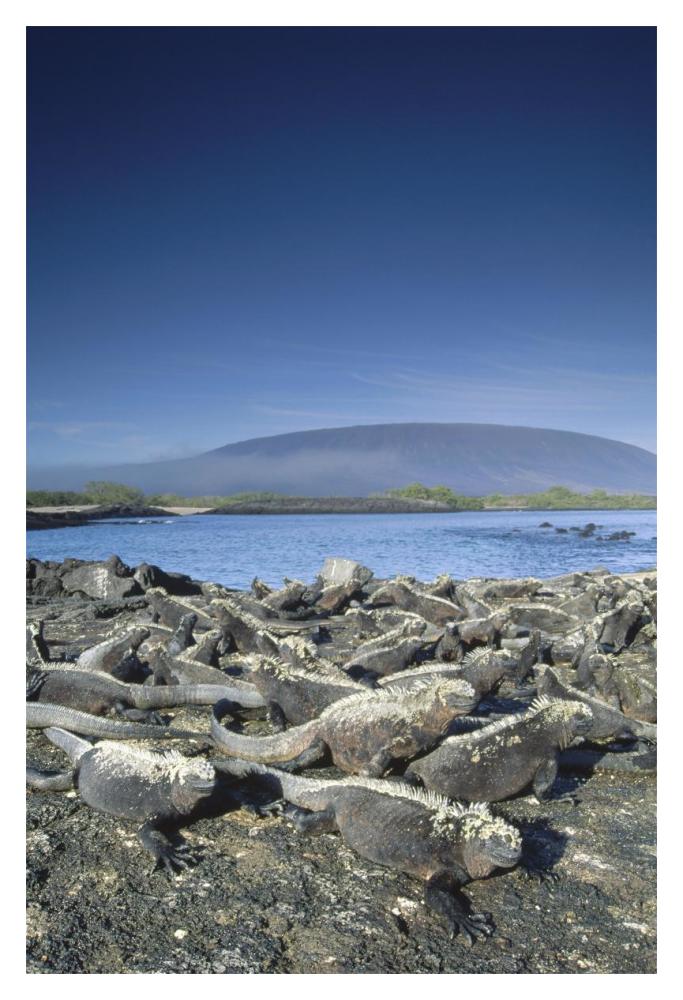 Marine Iguana colony basking in morning sun, Galapagos Islands, Ecuador-Paper Art-14"x20"