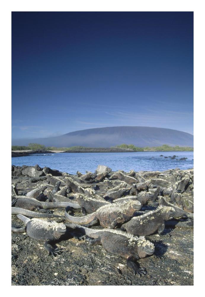Marine Iguana colony basking in morning sun, Galapagos Islands, Ecuador-Paper Art-18"x26"