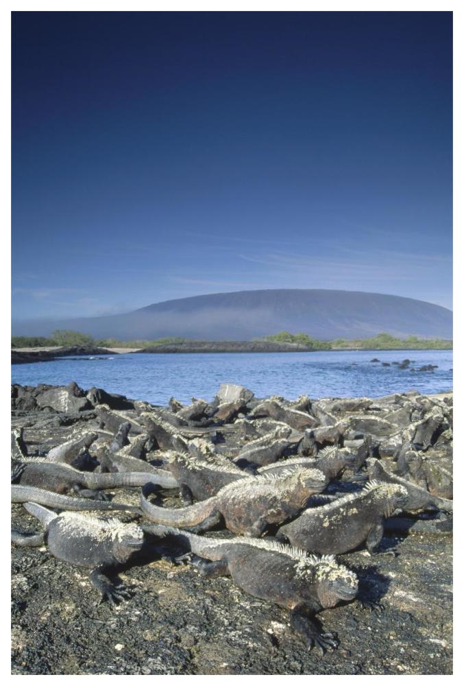 Marine Iguana colony basking in morning sun, Galapagos Islands, Ecuador-Paper Art-42"x62"