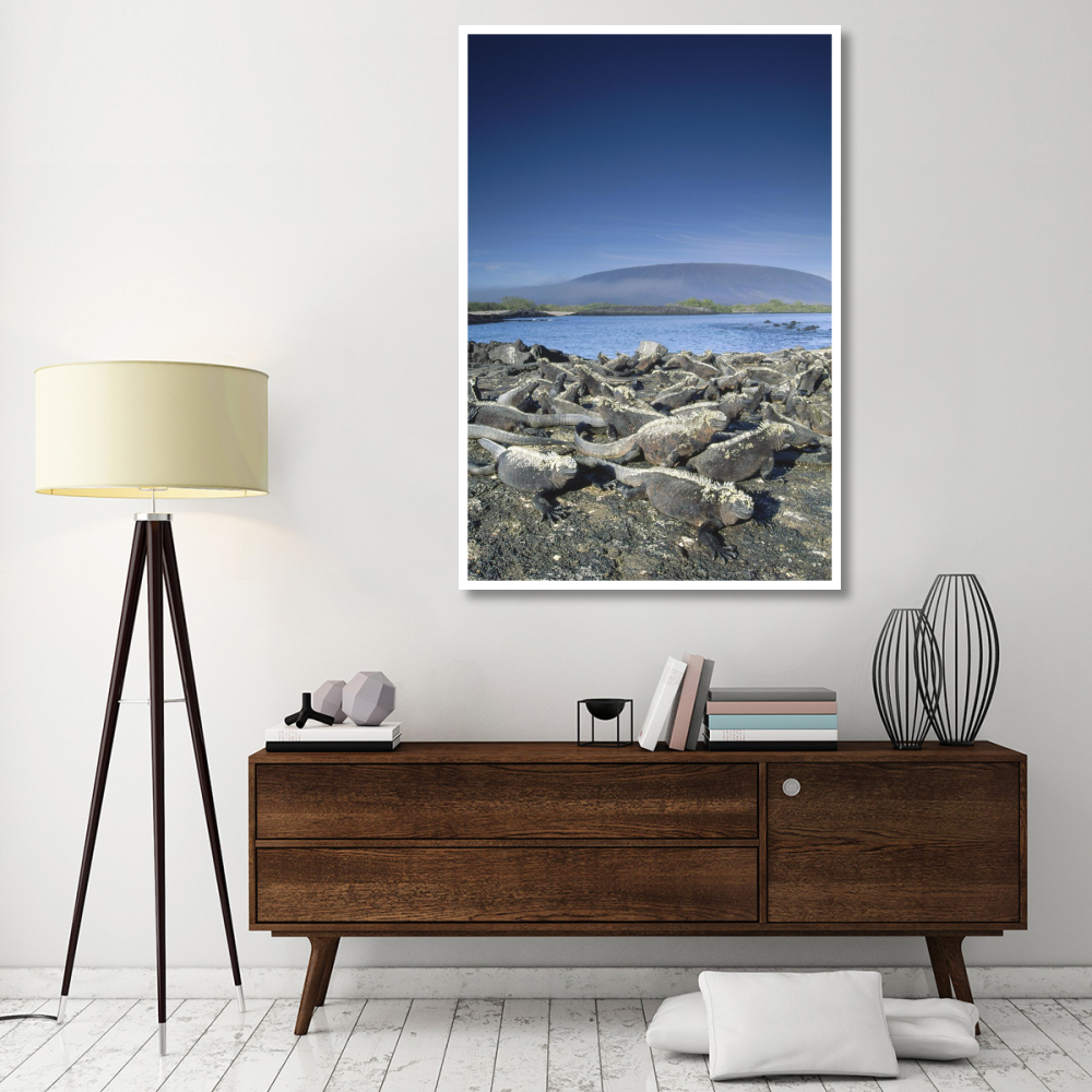 Marine Iguana colony basking in morning sun, Galapagos Islands, Ecuador-Paper Art-42&quotx62"
