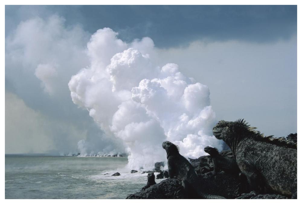 Marine Iguanas with steam from lava flowing into sea, Galapagos Islands, Ecuador-Paper Art-62"x42"