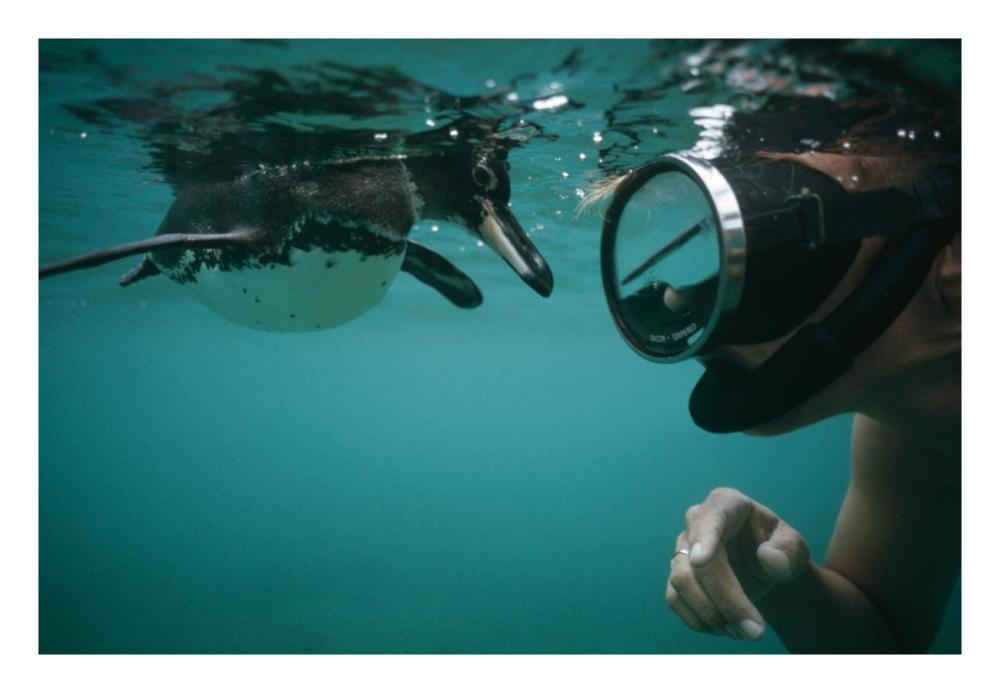 Galapagos Penguin playing with snorkeler,  Galapagos Islands, Ecuador-Paper Art-26"x18"