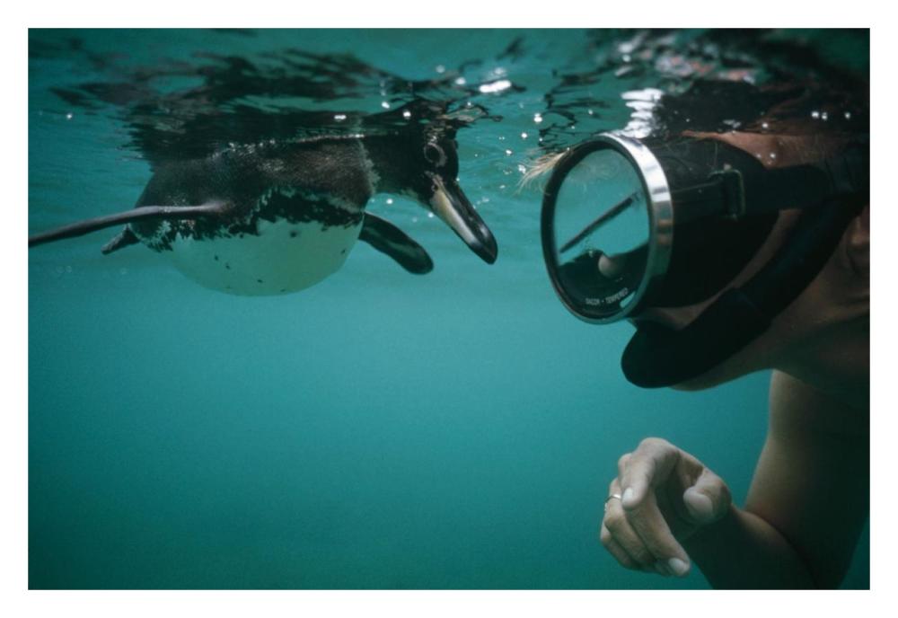 Galapagos Penguin playing with snorkeler,  Galapagos Islands, Ecuador-Paper Art-32"x22"
