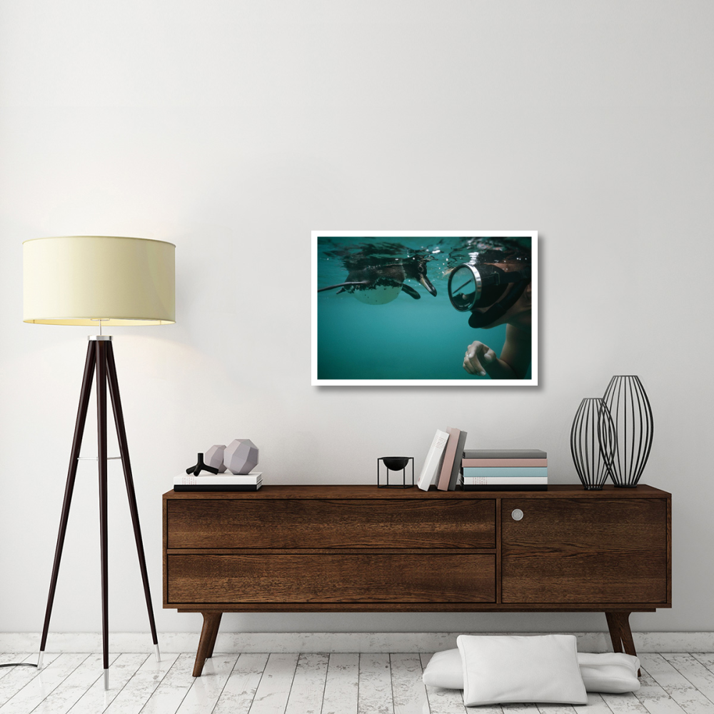 Galapagos Penguin playing with snorkeler,  Galapagos Islands, Ecuador-Paper Art-38&quotx26"