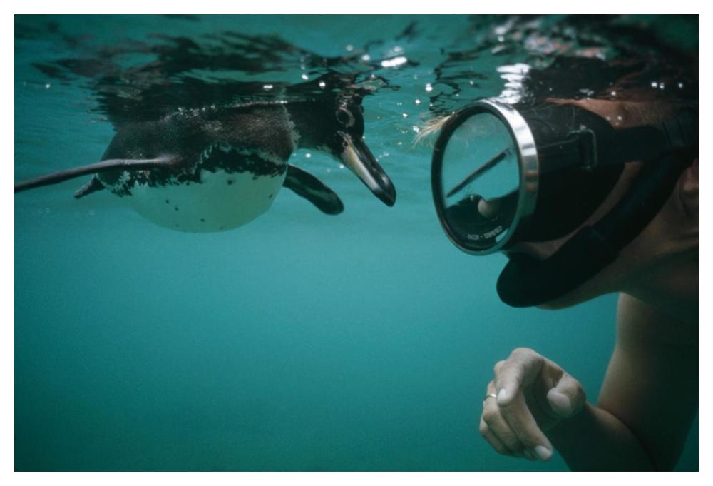 Galapagos Penguin playing with snorkeler,  Galapagos Islands, Ecuador-Paper Art-50"x34"